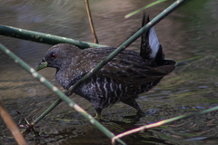 Porzana fluminea