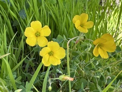 Oxalis californica