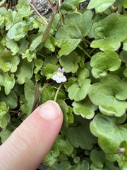 Cymbalaria muralis