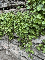 Cymbalaria muralis