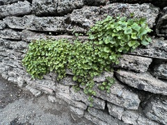 Cymbalaria muralis