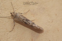 Evergestis isatidalis