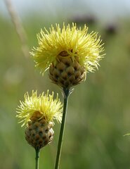 Centaurea orientalis