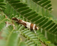 Macrobathra