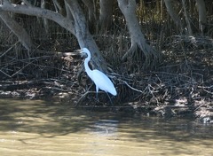 Ardea alba melanorhynchos