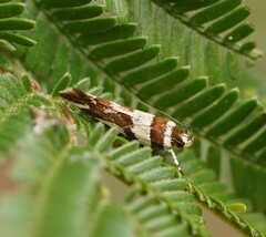 Macrobathra