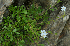 Achillea erba-rotta