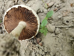 Agrocybe molesta