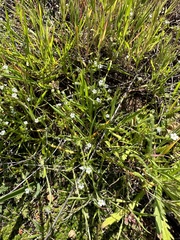 Plagiobothrys collinus