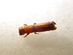 Platypus calamus
