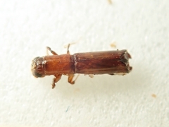 Platypus calamus