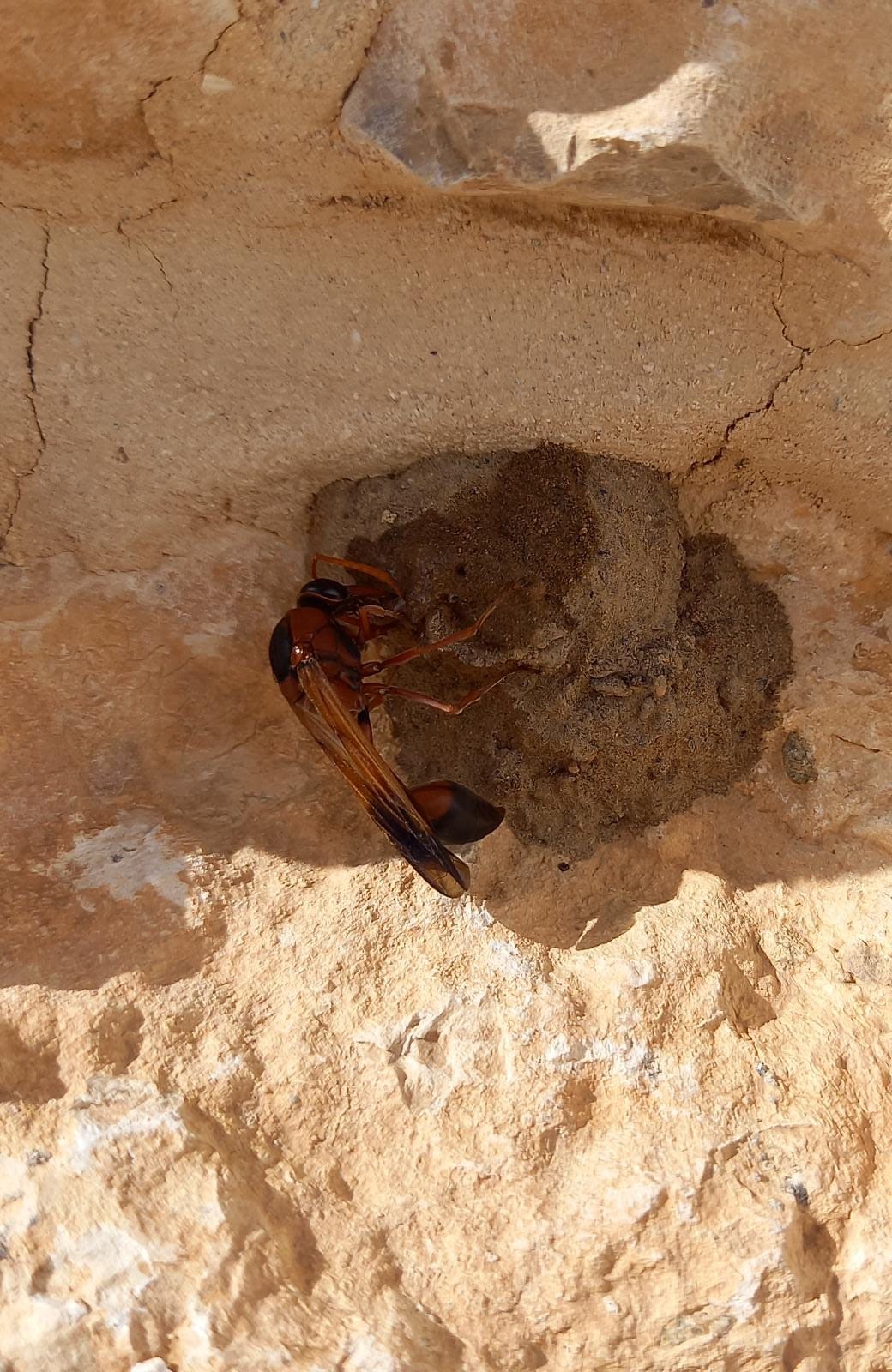 Delta dimidiatipenne