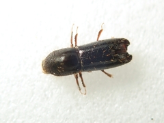 Xyleborus exesus