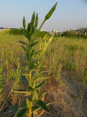 Oenothera stucchii