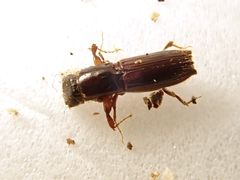 Platypus quercivorus