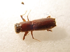 Platypus quercivorus