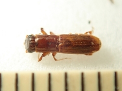 Platypus quercivorus