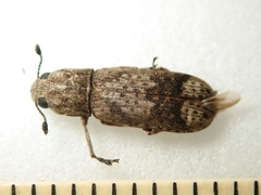 Ozotomerus japonicus