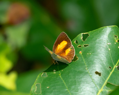Curetis santana