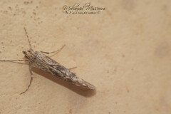 Evergestis isatidalis