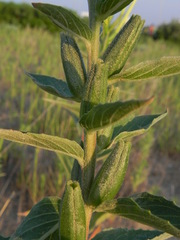 Oenothera stucchii