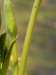 Oenothera stucchii