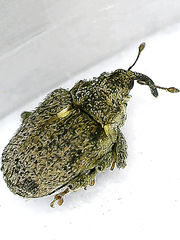 Ceutorhynchini