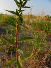Oenothera stucchii