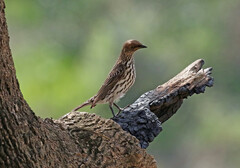 Cinnyricinclus leucogaster