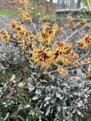Hamamelis vernalis
