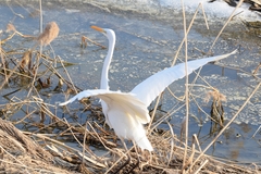 Ardea alba