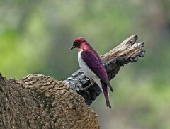 Cinnyricinclus leucogaster