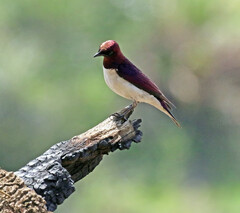 Cinnyricinclus leucogaster