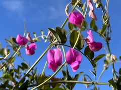 Lathyrus vestitus alefeldii
