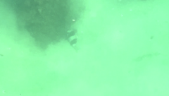 Pseudogoniistius nigripes