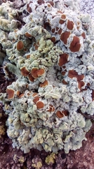 Acarospora placodiiformis