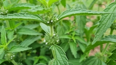 Leucas martinicensis