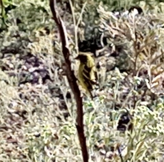 Crithagra citrinelloides