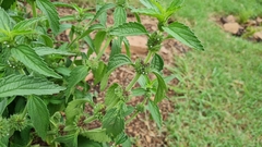 Leucas martinicensis