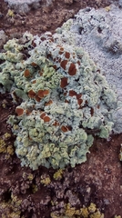 Acarospora placodiiformis