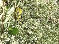 Crithagra citrinelloides