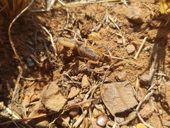 Uroplectes triangulifer