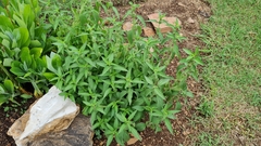 Leucas martinicensis