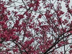 Sittiparus castaneoventris