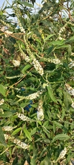 Buddleja asiatica