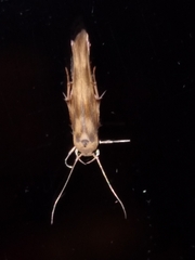 Stathmopoda plumbiflua