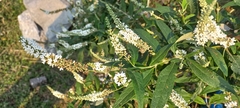 Buddleja asiatica