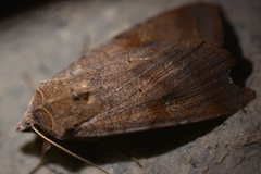 Diarsia