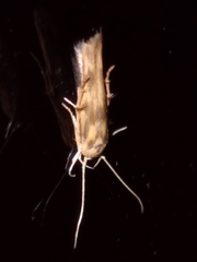 Stathmopoda plumbiflua