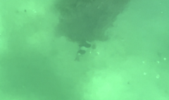 Pseudogoniistius nigripes